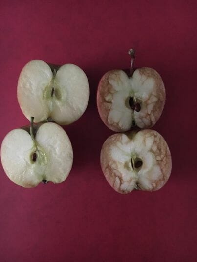 Gesunde, weiße Apfelhälften liegen neben Apfehälften, die braun geworden sind